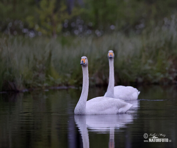 Singschwan (Cygnus cygnus)