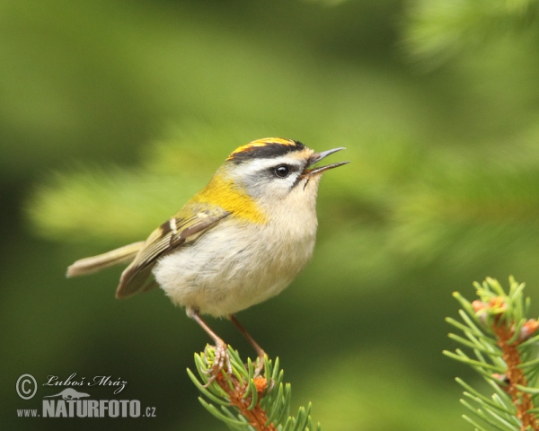 Sommergoldhähnchen (Regulus ignicapillus)