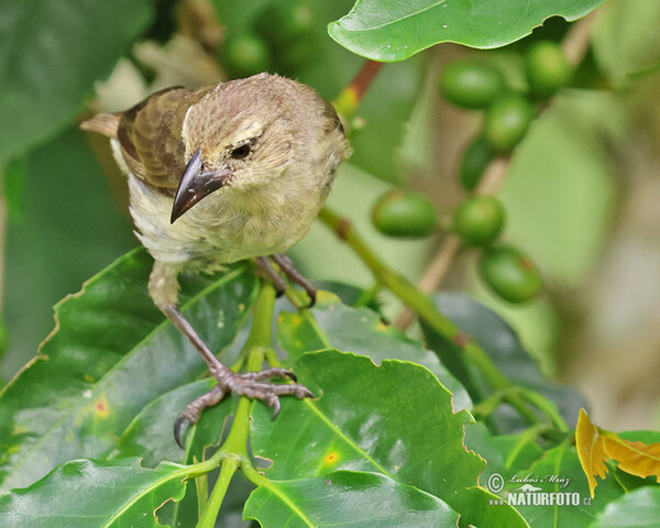 Spechtdarwinfink (Camarhynchus pallidus)