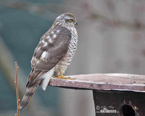 Sperber (Accipiter nisus)