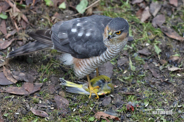 Sperber (Accipiter nisus)