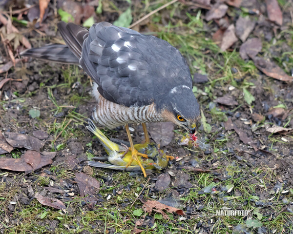 Sperber (Accipiter nisus)