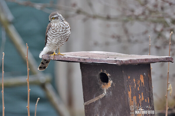 Sperber (Accipiter nisus)