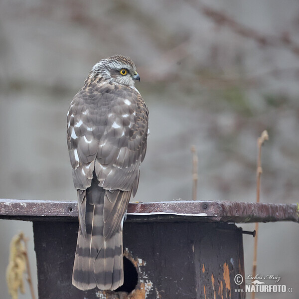 Sperber (Accipiter nisus)