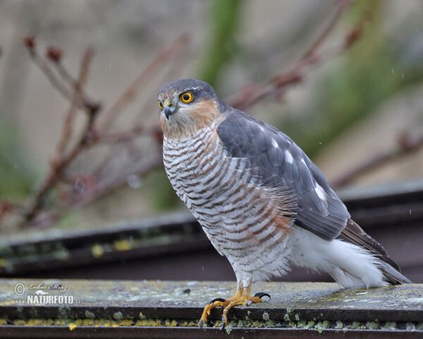 Sperber (Accipiter nisus)