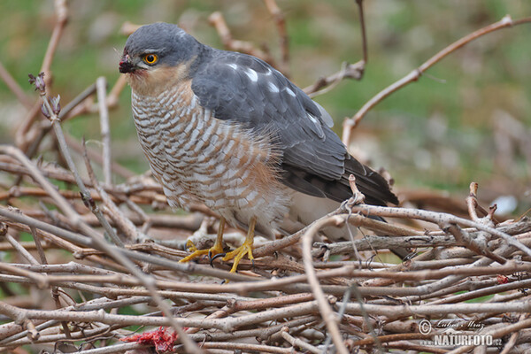 Sperber (Accipiter nisus)