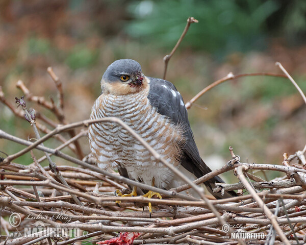 Sperber (Accipiter nisus)