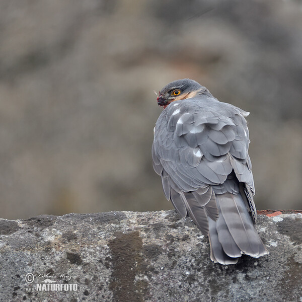 Sperber (Accipiter nisus)