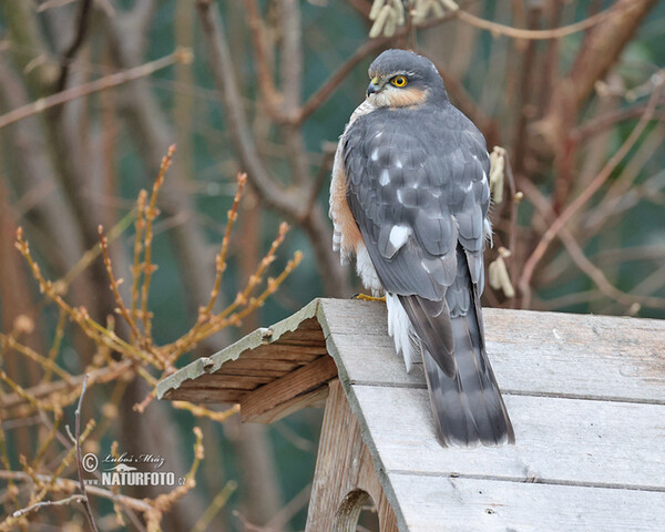 Sperber (Accipiter nisus)