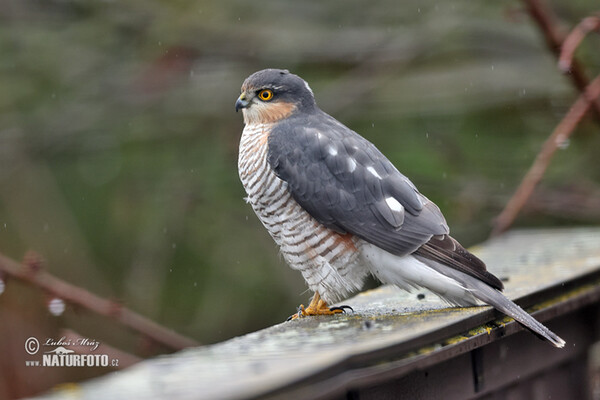 Sperber (Accipiter nisus)