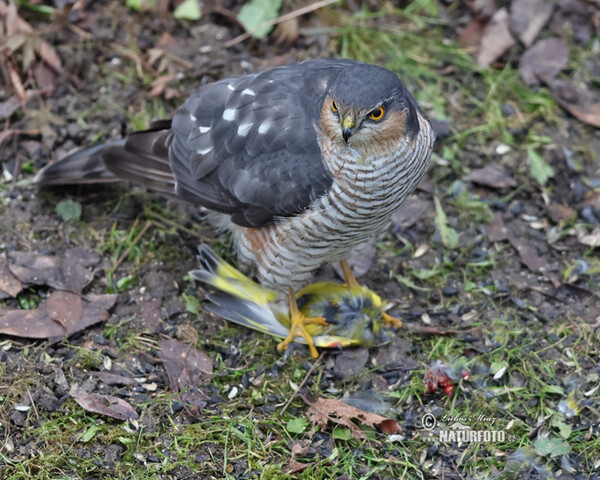 Sperber (Accipiter nisus)