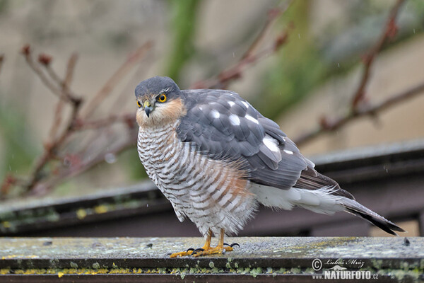 Sperber (Accipiter nisus)