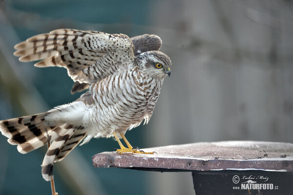 Sperber (Accipiter nisus)