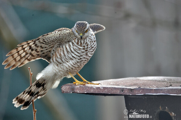 Sperber (Accipiter nisus)