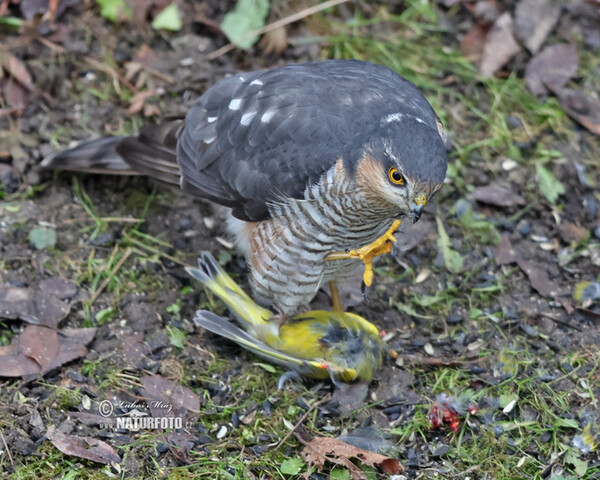 Sperber (Accipiter nisus)