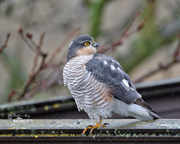 Sperber (Accipiter nisus)