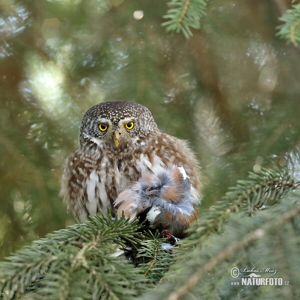 Sperlingskauz (Glaucidium passerinum)