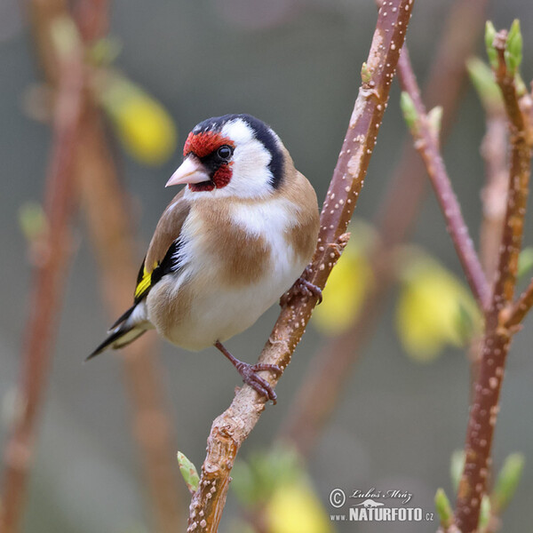 Stieglitz (Carduelis carduelis)