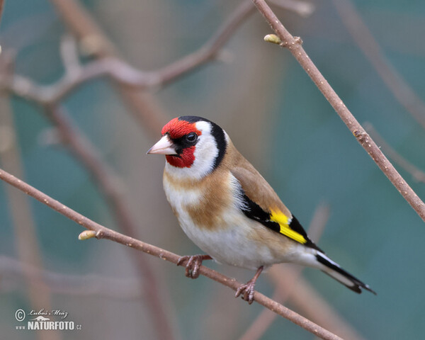 Stieglitz (Carduelis carduelis)