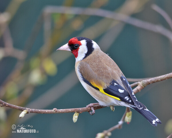 Stieglitz (Carduelis carduelis)