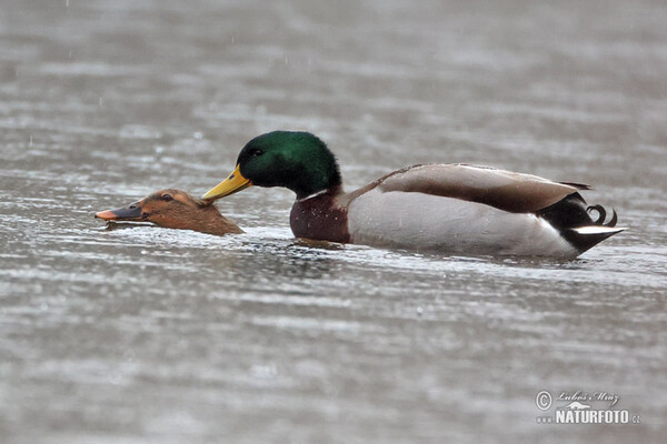 Stockente (Anas platyrhynchos)