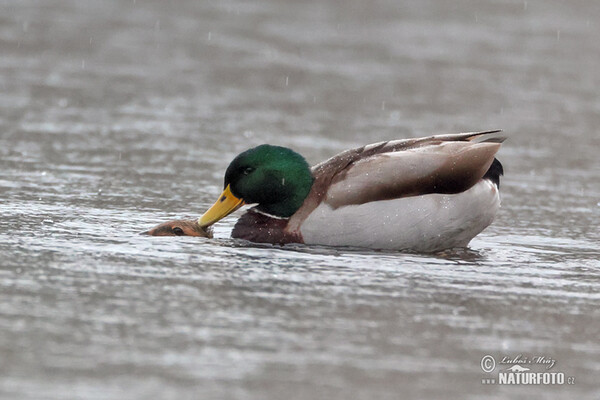 Stockente (Anas platyrhynchos)