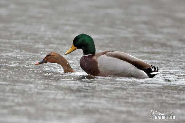 Stockente (Anas platyrhynchos)