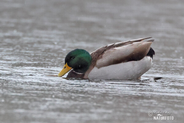 Stockente (Anas platyrhynchos)