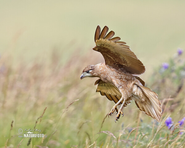 Streifenkarakara (Phalcoboenus carunculatus)