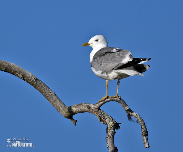 Sturmmöwe (Larus canus)