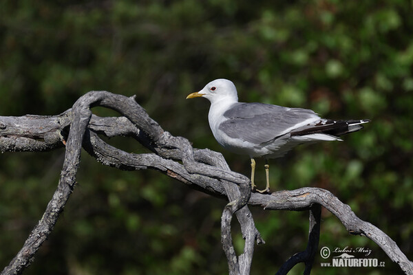 Sturmmöwe (Larus canus)