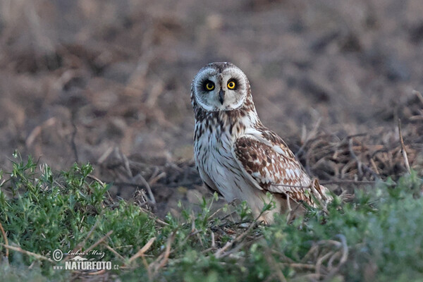 Sumpfohreule (Asio flammeus)