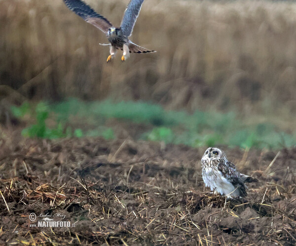 Sumpfohreule (Asio flammeus)