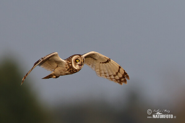 Sumpfohreule (Asio flammeus)