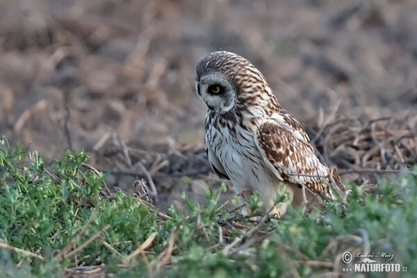 Sumpfohreule (Asio flammeus)