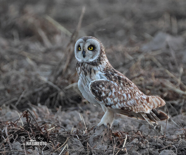 Sumpfohreule (Asio flammeus)