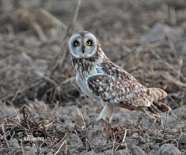 Sumpfohreule (Asio flammeus)