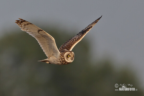 Sumpfohreule (Asio flammeus)