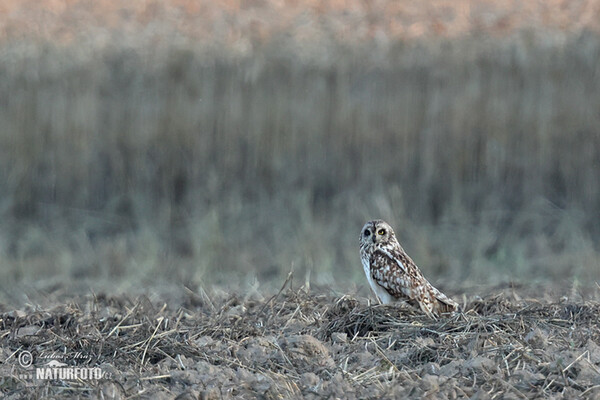 Sumpfohreule (Asio flammeus)