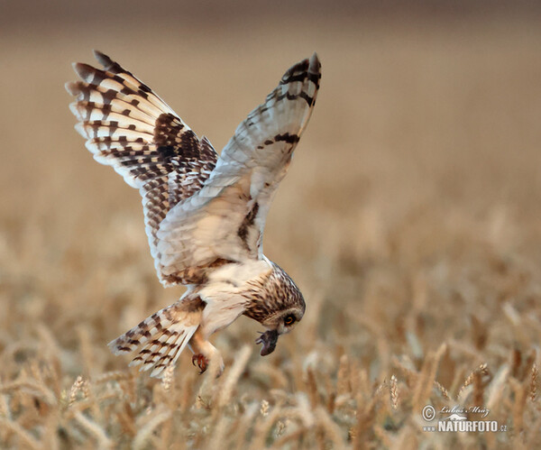 Sumpfohreule (Asio flammeus)