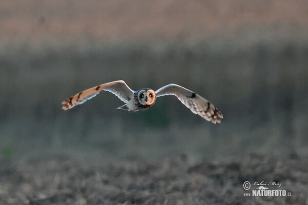 Sumpfohreule (Asio flammeus)