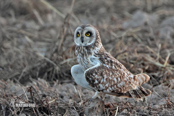 Sumpfohreule (Asio flammeus)