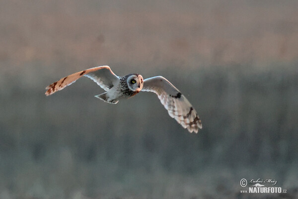 Sumpfohreule (Asio flammeus)