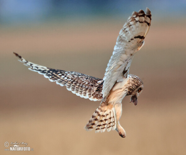 Sumpfohreule (Asio flammeus)