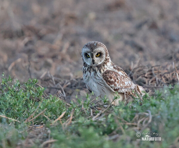 Sumpfohreule (Asio flammeus)