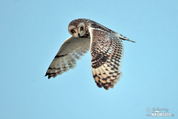 Sumpfohreule (Asio flammeus)