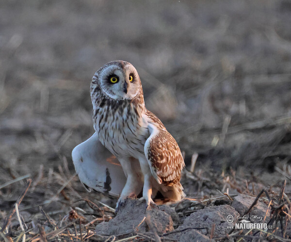 Sumpfohreule (Asio flammeus)