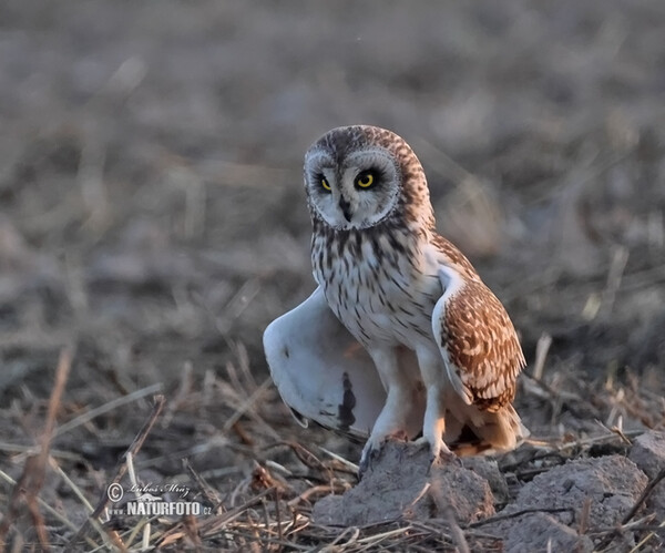 Sumpfohreule (Asio flammeus)