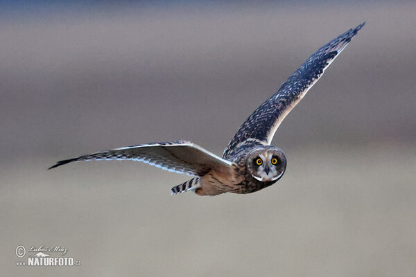 Sumpfohreule (Asio flammeus)