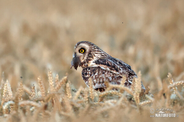 Sumpfohreule (Asio flammeus)